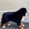 Tommy, 🐾 Bernese Mountain Dog Puppy Available for Adoption 🐾