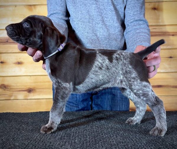 🐾 German Shorthaired Pointer (GSP) Available 🐾