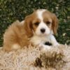 Molly, A Cute Ruby Cavalier King Charles Spaniel Puppy