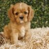 Density, A Lovely Ruby Cavalier King Charles Spaniel Girl