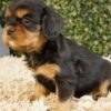 Mason, A Handsome Black and Tan Cavalier King Charles Spaniel Boy